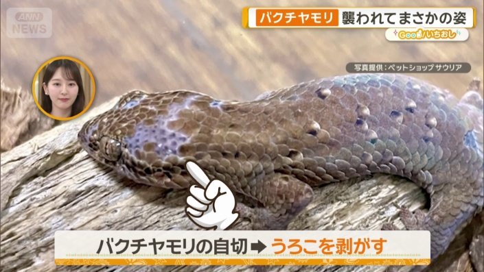 バクチヤモリのざんねんなポイント