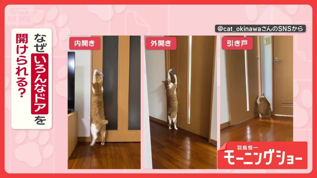 「開けるニャン」　どんなドアも次々オープン！　達人ネコちゃん　なぜ開けるの？