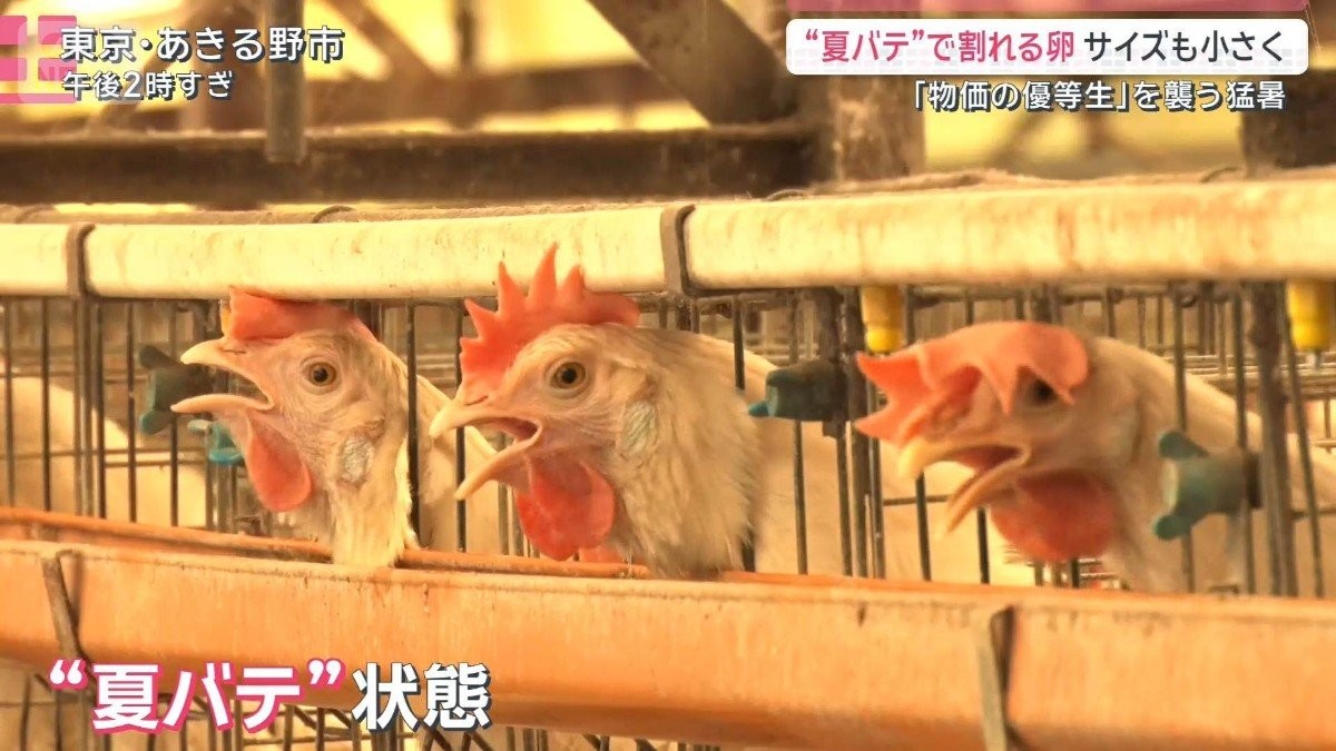 食卓にも深刻な影響 　40℃に迫る危険な暑さ 相次ぐ熱中症