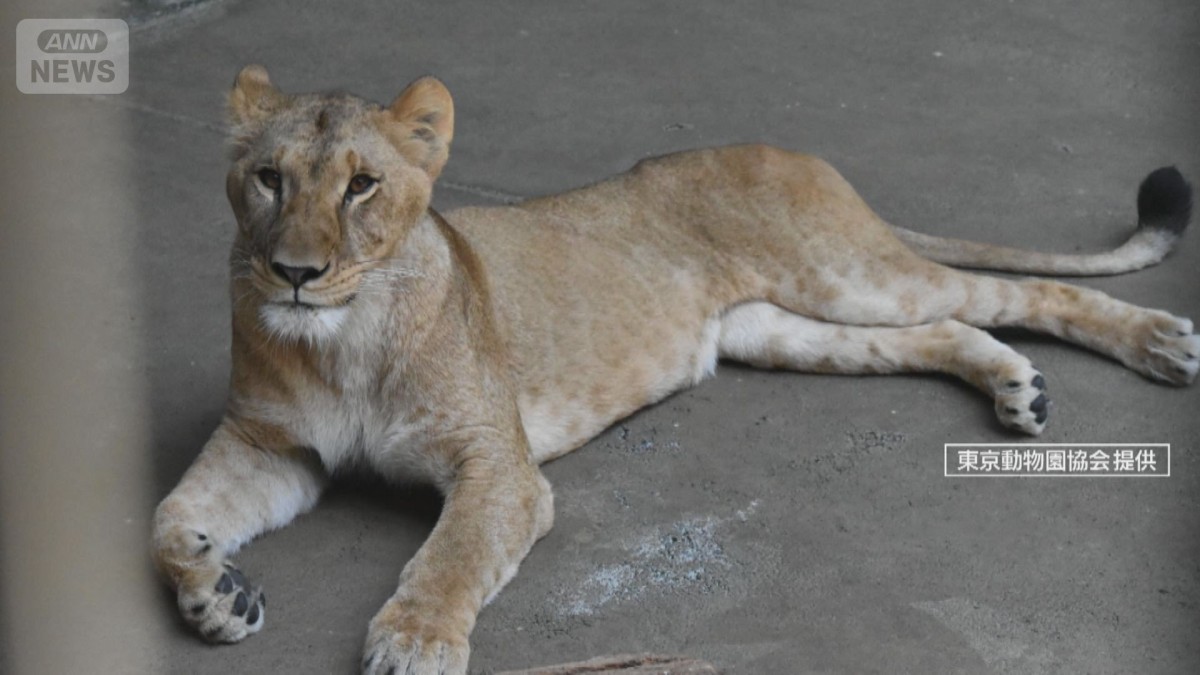 全身の脱水や多臓器不全“熱中症”のような症状…多摩動物園のライオン3頭死ぬ