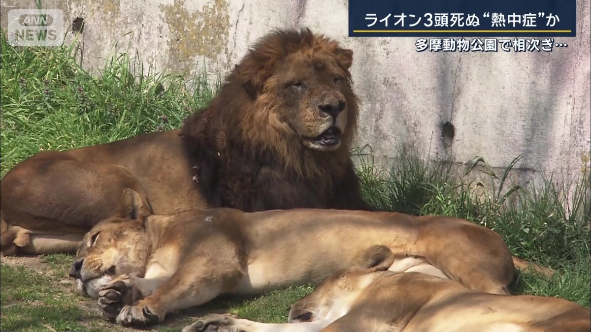 ライオン