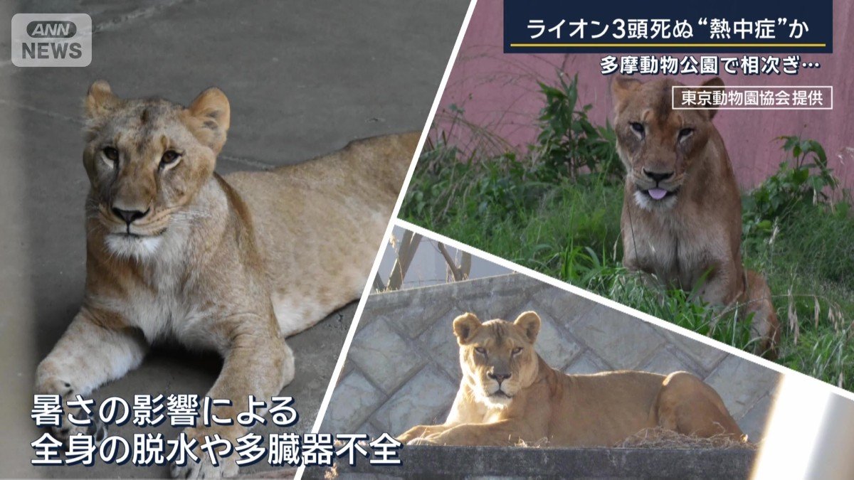 ライオン