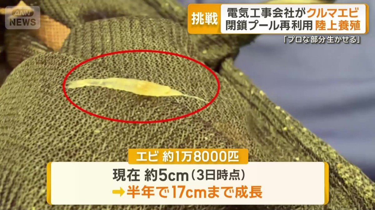 水槽で育てているエビは約1万8000匹
