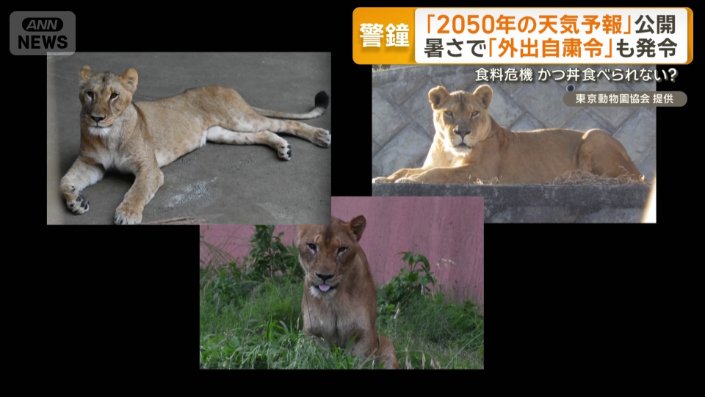 飼育のライオンが3頭死ぬ　東京・多摩動物公園