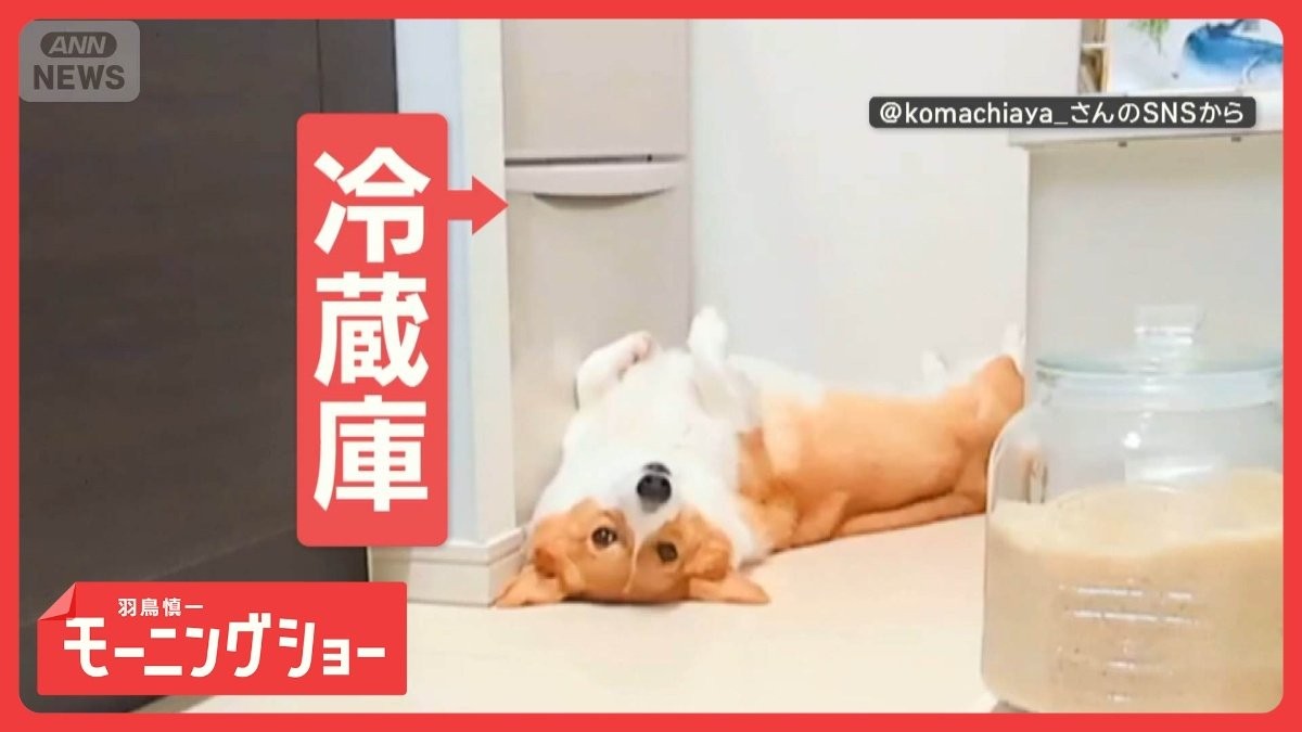 守護犬「動かしたら戻してワン」　冷蔵庫前を死守するワンちゃん　どうしてこだわる？