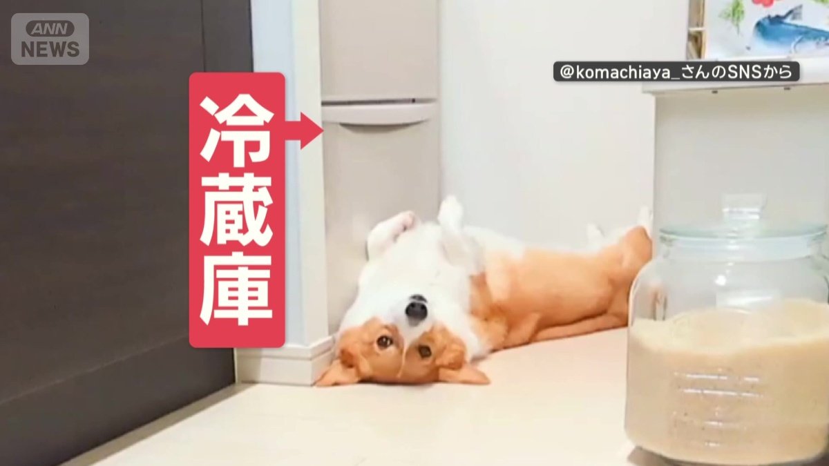 ジッとしていたのは…冷蔵庫の前