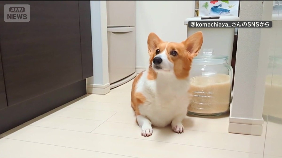 戻されないと、不満?