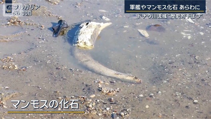マンモスの化石