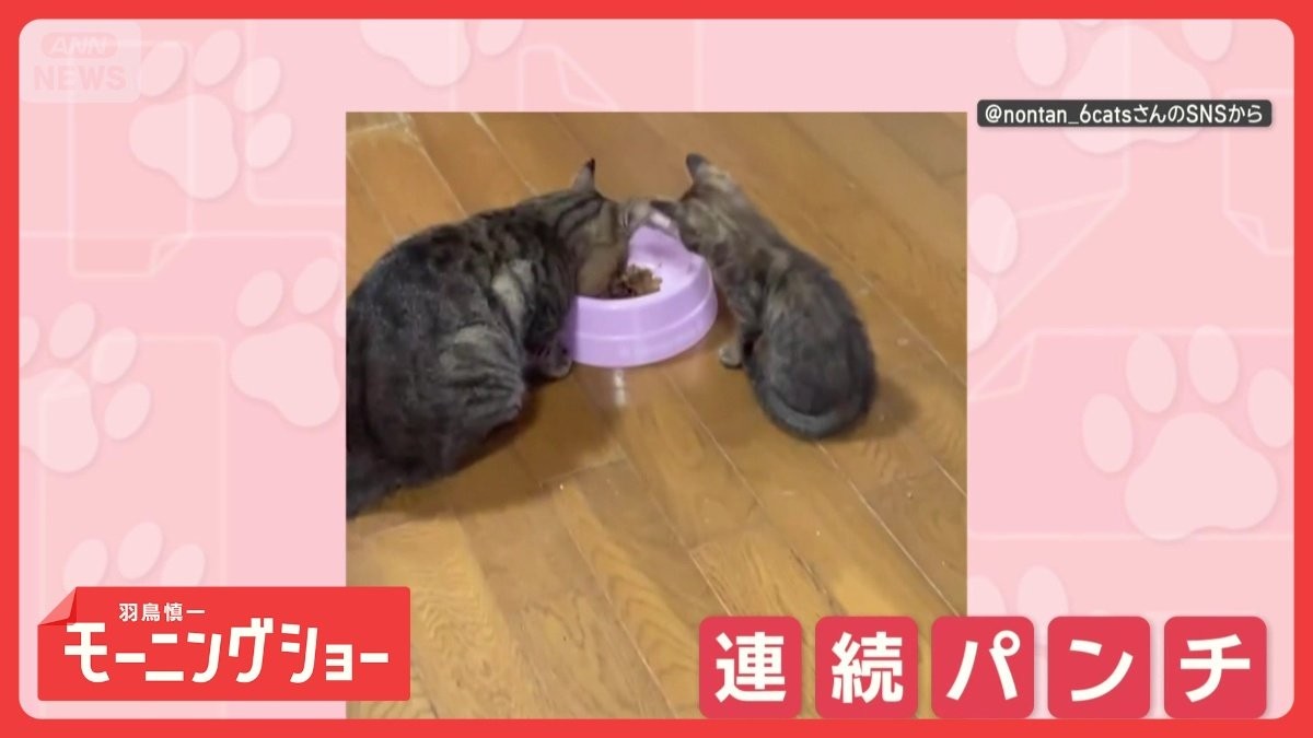 親ネコの頭に連続パンチ！　でもパパは…気にせずモグモグ　ごはんがほしいのかな？