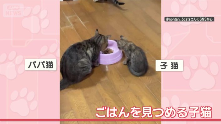 ごはん、おいしそう