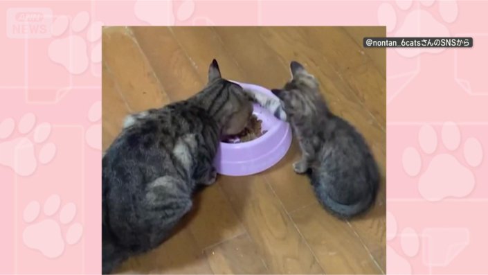 連続ネコパンチ!!