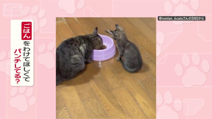 なぜパパにパンチしてるの?
