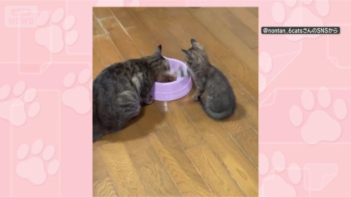 ネコパンチ!
