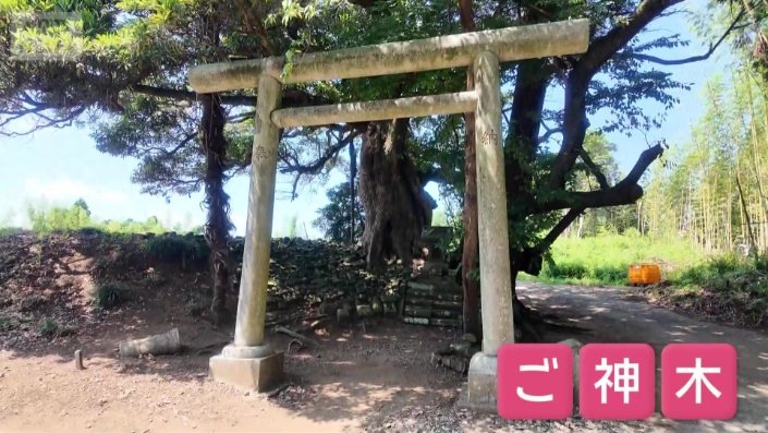 ただの街路樹が御神木に