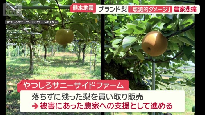 ジュースにして無料で避難住民に提供