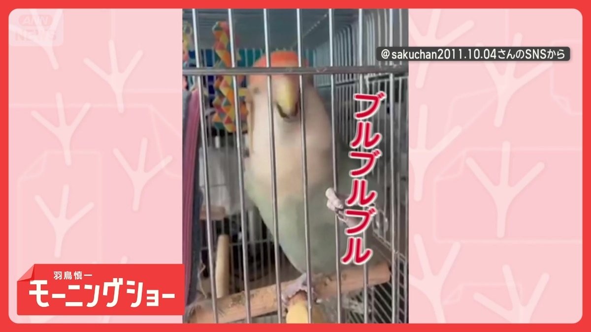 「気分はロック☆スター」　大興奮！　超高速で頭ブルブルさせるインコさん　なぜ？