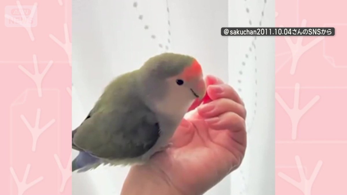 飼い主になでられる