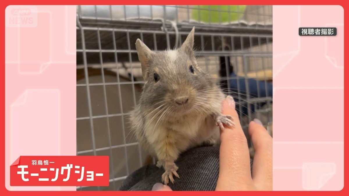 「触っちゃダメ！！」　飼い主さんの手を前脚で華麗にブロック　ぼくは任務中なのです