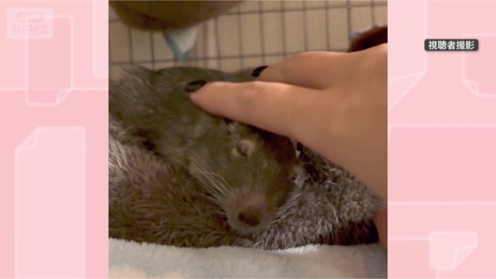 デグーはアンデス地方に生息するげっ歯類