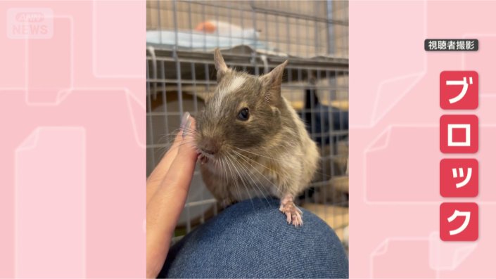 触らないで！