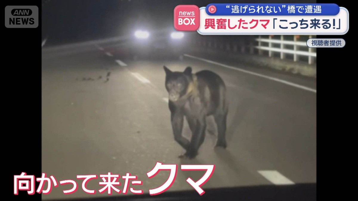 興奮したクマ「こっちに来る！」　“逃げられない”橋で遭遇