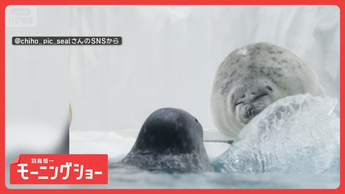 まったりしてるのに…突然「水バシャー！！」　怒るアザラシさん　意地悪されてるの？