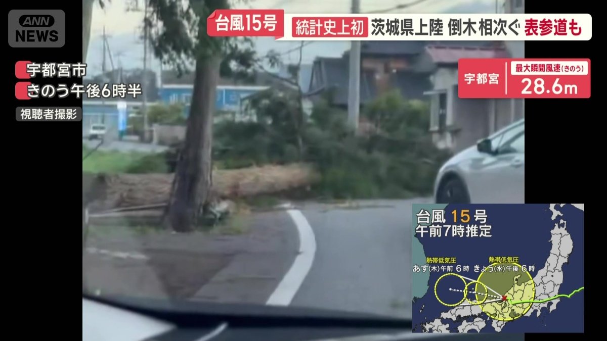道路に横たわり道をふさぐ巨大な木
