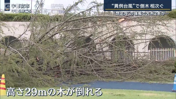倒れたヒマラヤスギ
