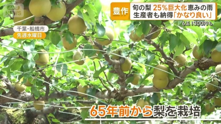 明治時代から農業を営む「芳蔵園」