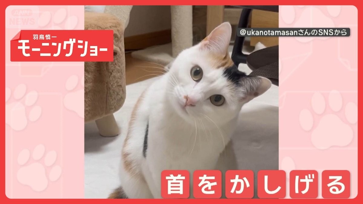 「ニャーに？」首かしげてお返事…からの衝撃の展開！　なぜ倒れるほど首かしげる？