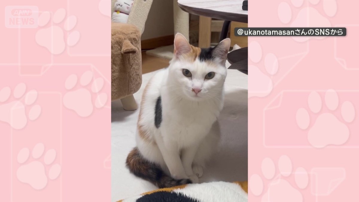 飼い主を見つめる