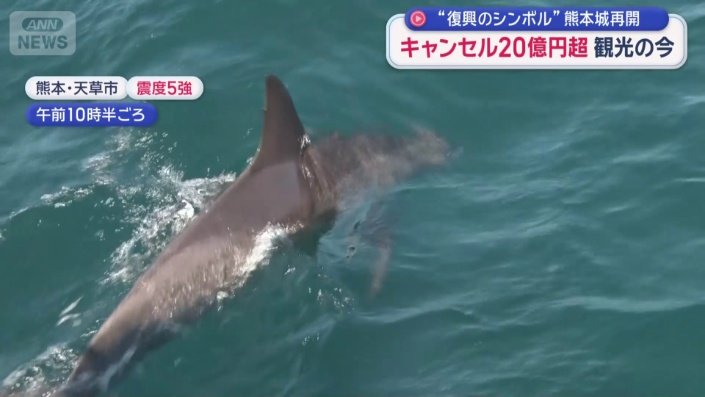 イルカウォッチング