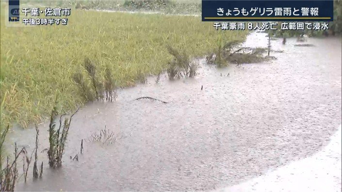田んぼ
