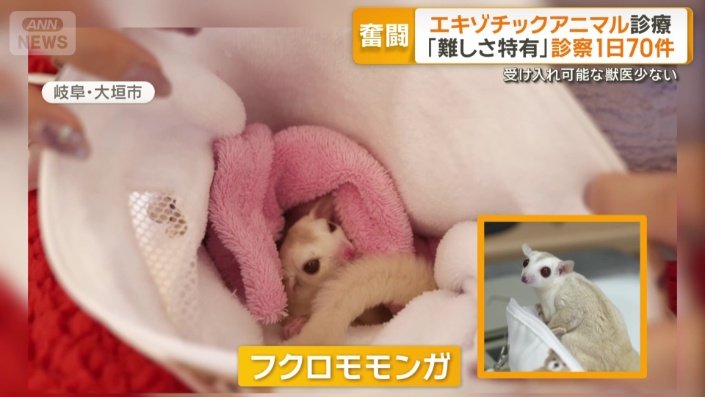 フクロモモンガ