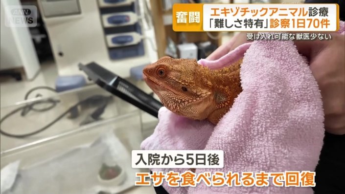 入院から5日後には、自分で餌(えさ)を食べられるまで回復