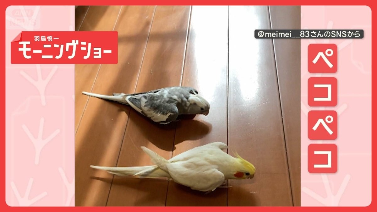 息ピッタリ！　2羽で“ペコペコ”するインコさん　なぜそろってお辞儀するの？