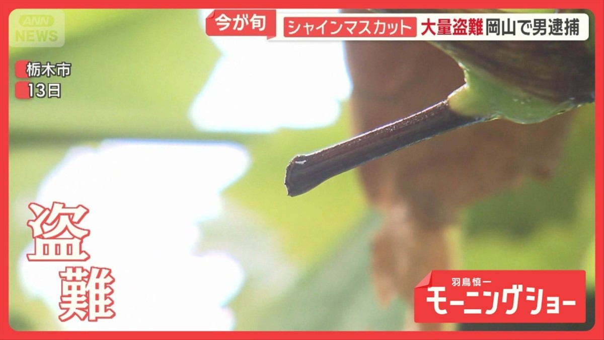 シャインマスカット大量盗難　防カメ捉えた怪しい影　SNSでは農家なりすまし詐欺急増