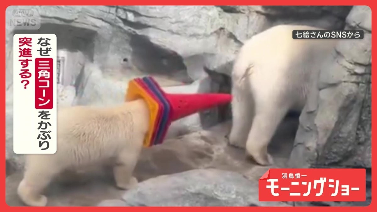 爆走！　三角コーンをかぶってお母さんのもとへ　突進するホッキョクグマさん　なぜ？