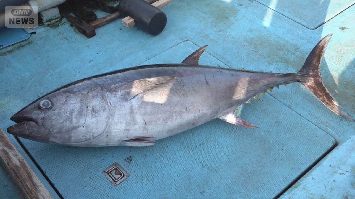 クロマグロ漁獲枠拡大で合意　先月反対のメキシコが賛成　日本が新計算式を丁寧に説明