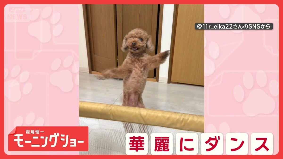 なんとダンス歴4年！　軽快にステップを踏むワンちゃん　どうして踊っているの？