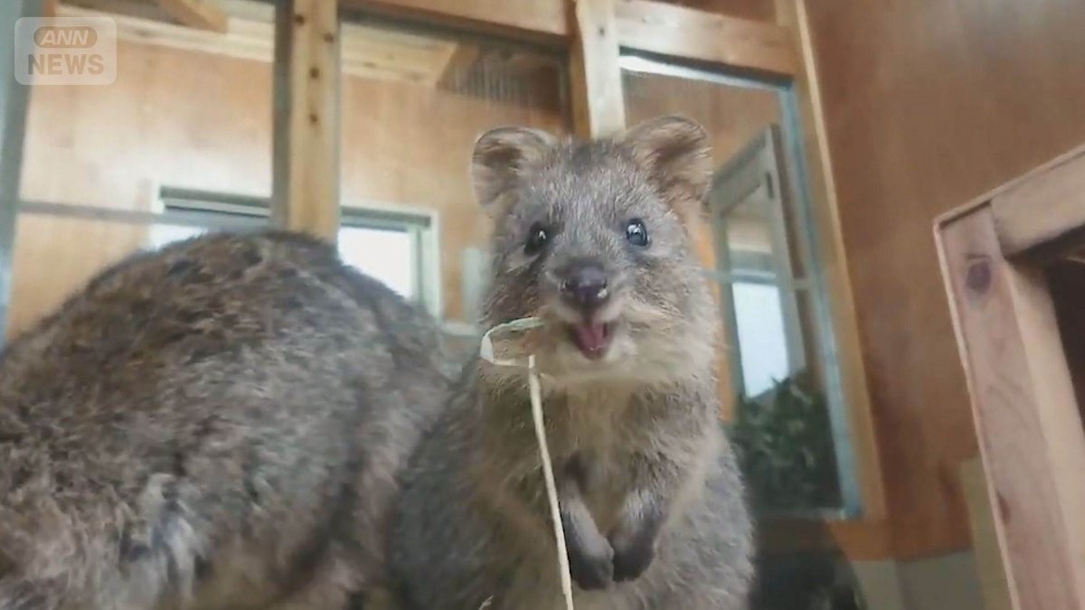 希少な動物が暮らす埼玉の人気動物園…“世界一しあわせな動物”クオッカの笑顔のひみつ