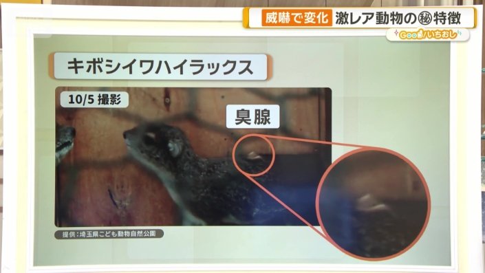 臭腺が逆立つ