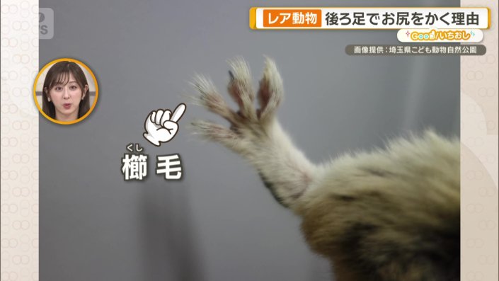 後ろ足にある「櫛毛」