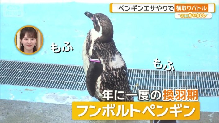 換羽期 フンボルトペンギン