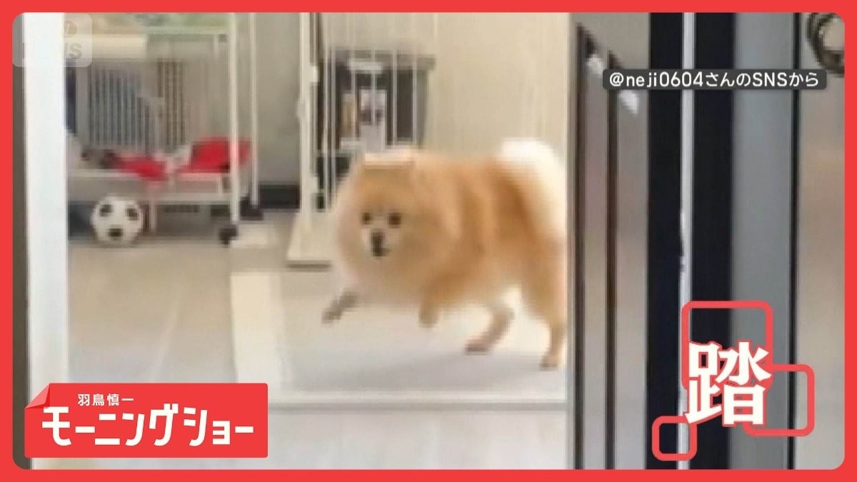 前脚で床ドンドン　地団太踏んでどうしたの？　全身で気持ちをアピールするワンちゃん