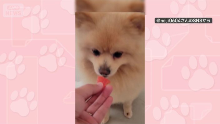 おいしいワン