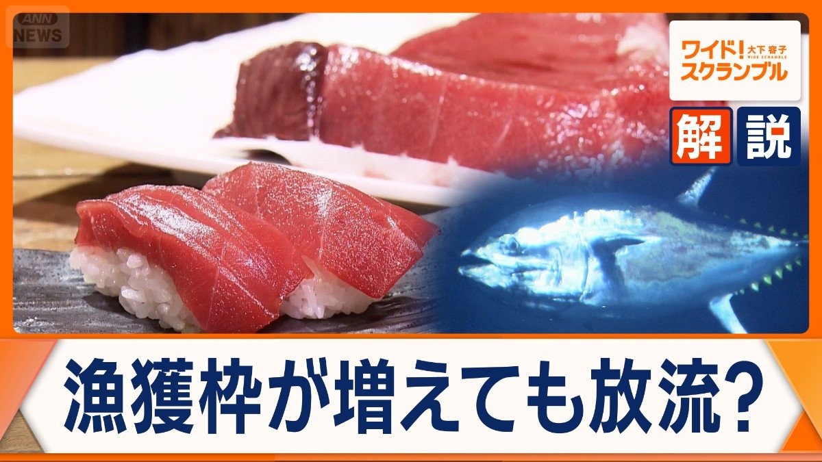 クロマグロ漁獲枠拡大へ　一方、太平洋東西で配分問題　放流？日本の漁業制度に課題も