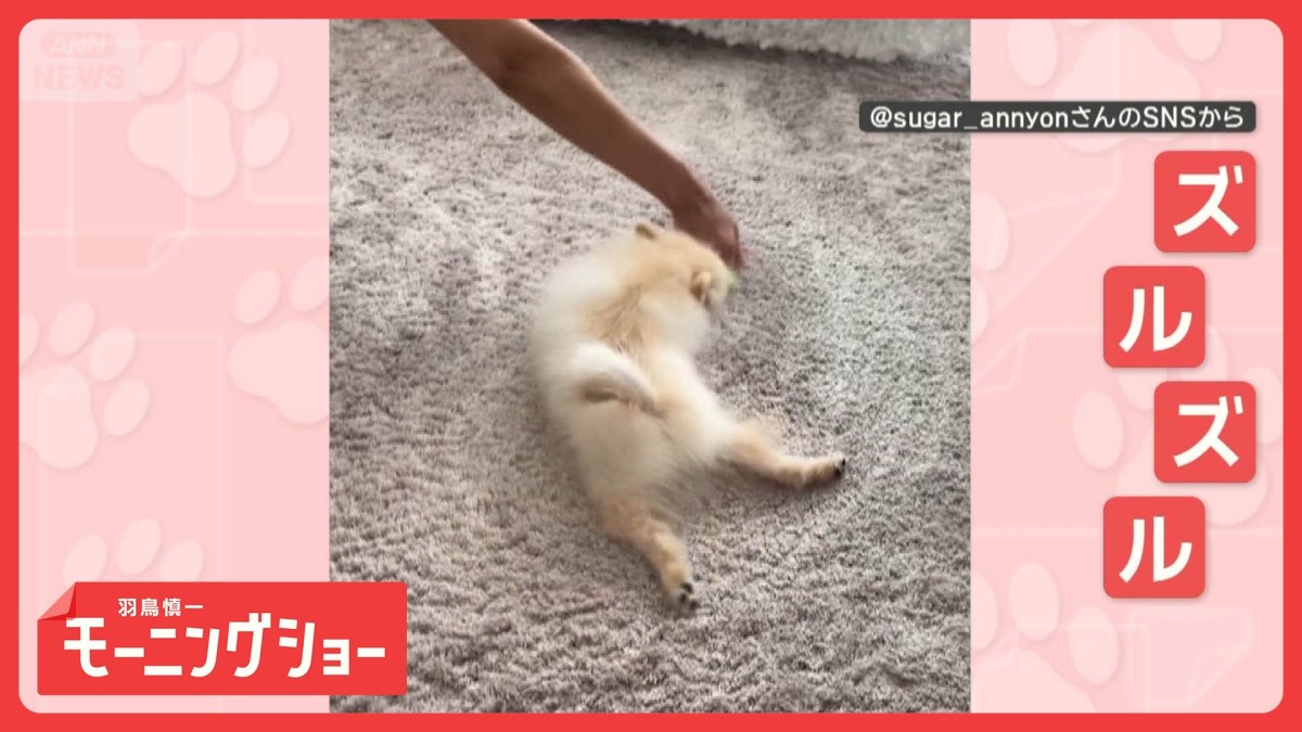 「お掃除中だワン」脱力モップ犬　ズルズル〜とされるがまま　モップになりきってる？