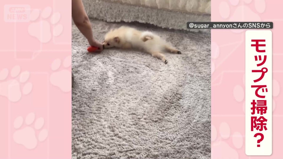 まるでモップ?