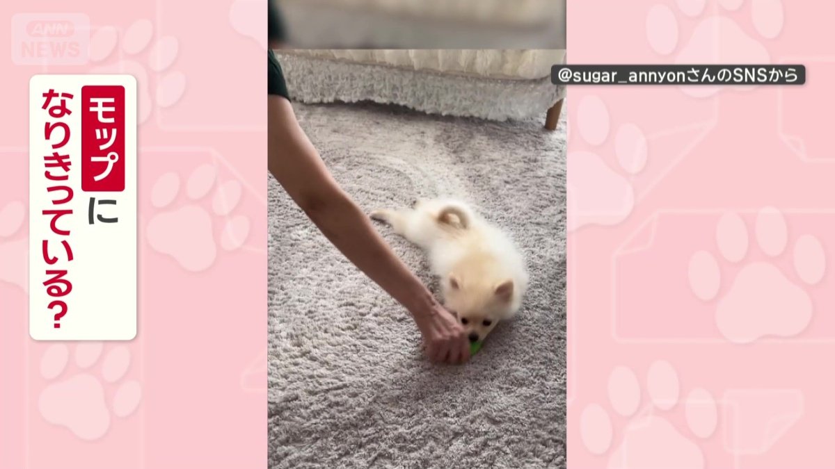 モップになりきってる?
